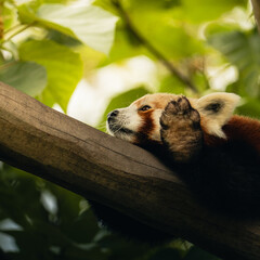 red panda stretching