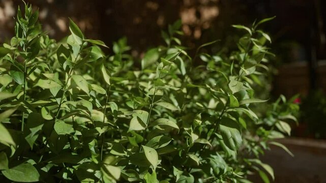Close-up of a vibrant ruscus aculeatus plant with lush green leaves outdoors in mallorca, balearic islands, under natural sunlight.