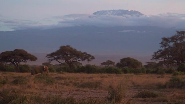 African elephant (Loxodonta africana) in front of the Kilimanjaro peak in a cloudy day during sunset