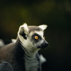 lemur closeup