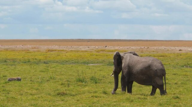A family of african elephants (Loxodonta africana) surrounded by warthog during a Safari