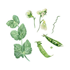 Peas watercolor. Green beans, leaves, flowers. Botanical vector illustration. For food packaging, cards for harvest and vegetarian day, invitations for healthy eating with vegetables.
