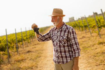 Fototapeta premium Joyful elderly man in a straw hat proudly holding freshly harvested grapes in a sunlit vineyard during the autumn season