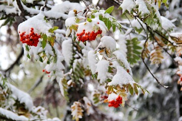 Snow-covered branches with red berries create a wintery scene in nature.