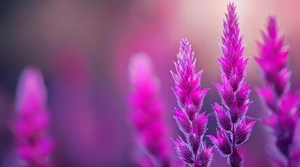 Fototapeta premium A close-up of a purple flower against a blurred backdrop of pink flowers in the foreground and background
