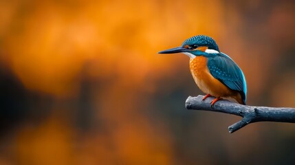  A small blue-orange bird atop a tree branch against an orange-yellow backdrop