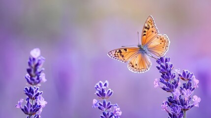 Obraz premium A tight shot of a butterfly hovering above a cluster of purple blossoms against a softly blurred backdrop
