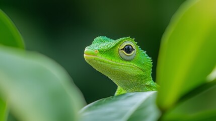 Fototapeta premium A tight shot of a tiny green lizard perched on a leaf-laden branch against hazy, green foliage backdrop
