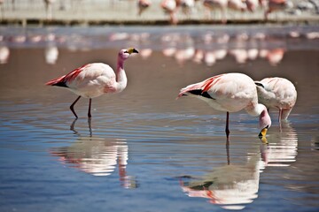 A serene scene of flamingos wading in shallow water, reflecting their vibrant colors.