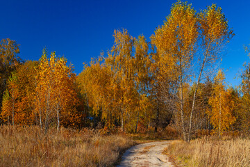 Alley in autumn golden yellow birch grove  at sunset time