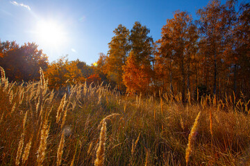 Fototapeta premium Alley in autumn golden yellow birch grove at sunset time