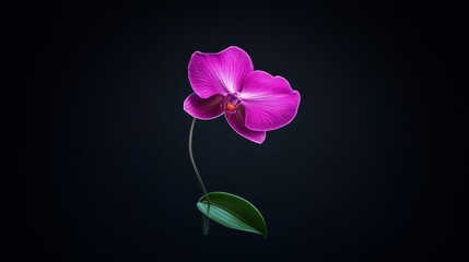  A purple flower against a black backdrop with a green leaf in the foreground Alternatively, a green leaf in the foreground against a black background