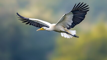  A white and black bird soaring in the blue sky against a backdrop of trees