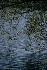 reflection in water