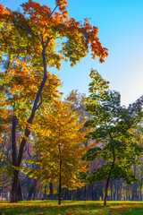 Naklejka premium Golden colourful autumn in Maryinskyi park in Kyiv, Ukraine