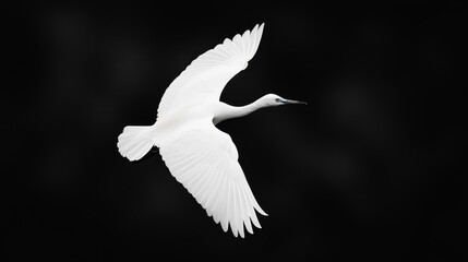 Obraz premium A monochrome image of a bird mid-flight, wings splayed wide, and head slightly askew