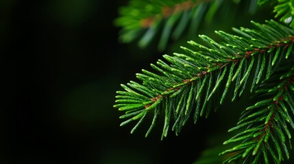  A pine tree branch, with green needles and red tips, against a black backdrop