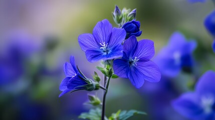  A tight shot of a purple blossom and surrounding green foliage, background softly rendered in blues with blurred blue flowers