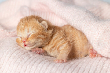A newborn British Shorthair kitten in a blanket