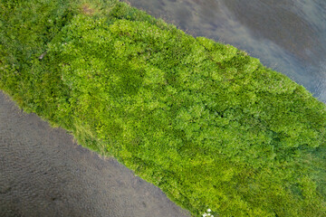 Aerial view of lush greenery by a river, highlighting the vibrant ecosystem and natural beauty of the landscape. Perfect for nature and outdoor enthusiasts.
