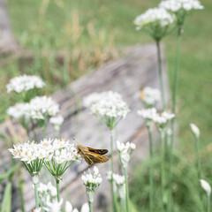 Small brown skipper butterfly rest on a white, chive flower in a herb garden.