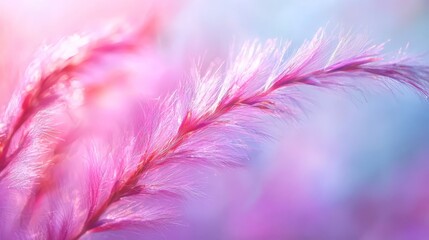 Obraz premium Close-up of a pink flower against a blue and pink background, with the flower softly blurred