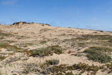 Sand dunes with grass
