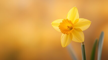Fototapeta premium A solitary yellow daffodil against a hazy, yellow backdrop; its green stem prominent in the foreground