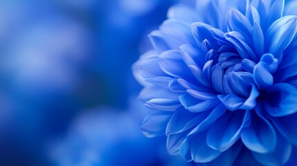 Obraz premium A close-up of a single blue flower against a softly blurred backdrop of similar flowers