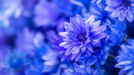 Obraz premium blue and white blooms at the front, indistinct background