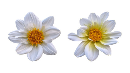 Obraz premium White dahlia flowers isolated on transparent background