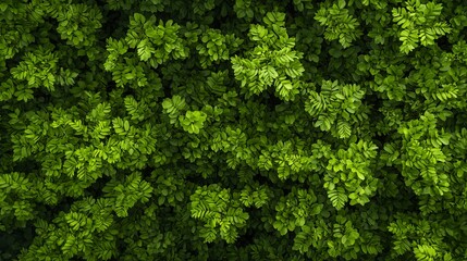  A tight shot of a verdant plant teeming with leaves on all sides, especially abundant near the top