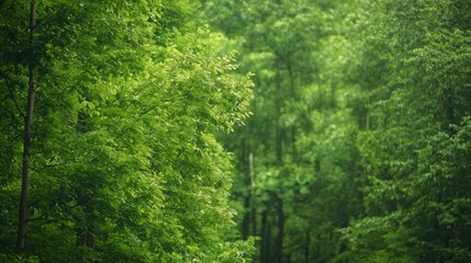  A lush green forest teeming with numerous tall trees