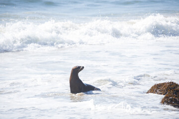 Seal in the water on a beach