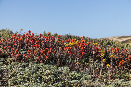 Ice-plants on the sand