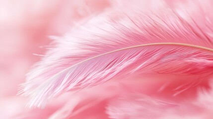  A tight shot of a pink feather against a soft, blurred backdrop of pink and white, with a golden tip