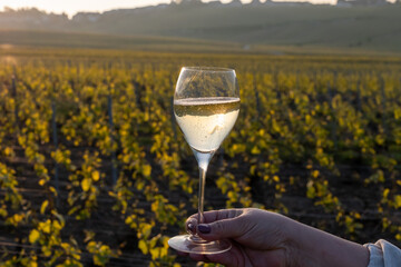 Tasting of grand cru sparkling brut white wine champagne on sunny vineyards of Cote des Blancs in village Cramant, Champagne, France, glass of wine