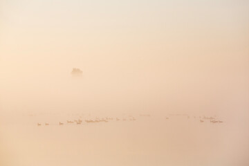 geese during misty sunrise in national park weerribben wieden near giethoorn in the netherlands