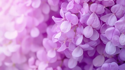 Obraz premium A tight shot of several lilac blooms, with the focal point on their centers, softly blurred around the edges