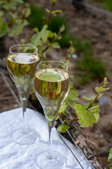 Tasting of brut champagne sparkling wine outdoor with view on pinot noir gran cru vineyards of famous champagne houses in Montagne de Reims by Verzenay, Champagne, France