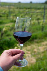 Tasting of red Cahors wine on vineyard, summer in Cahors wine making region in France, weekend background