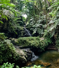 Fabulous Onomea Falls located in Hawaii Tropical Botanical Garden on the Big Island of Hawaii, USA