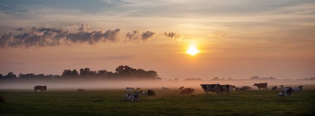 herd of cows in misty meadow during colorful sunrise in the netherlands