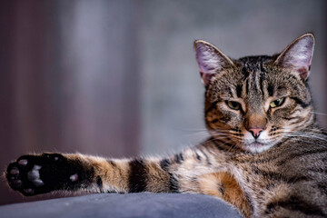 On the armrest of the sofa on a gray background lies a beautiful gray cat. Close-up