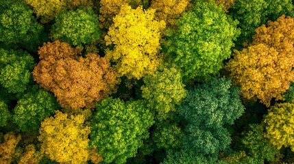 Naklejka premium A bird's-eye perspective of a grove with yellow and green treetops in the foreground, contrasting against a backdrop of azure sky