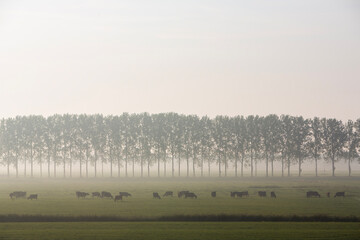 Naklejka premium large herd of cows in morning mist near culemborg in the netherlands