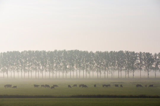 large herd of cows in morning mist near culemborg in the netherlands