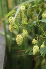 Green cones of hops with drops of morning dew.