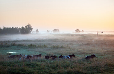cows in foggy early morning meadow during sunrise in dutch province of overijssel