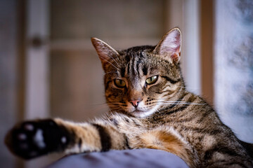 Fototapeta premium A fluffy, beautiful gray cat is lying on the couch against the background of the door. Close-up